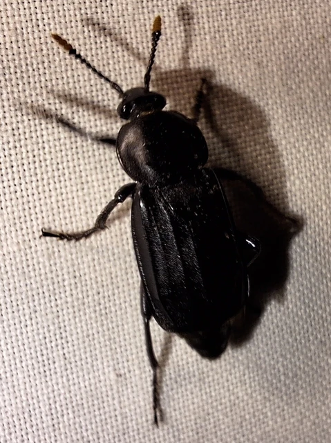 Necrodes littoralis - nagy dögbogár