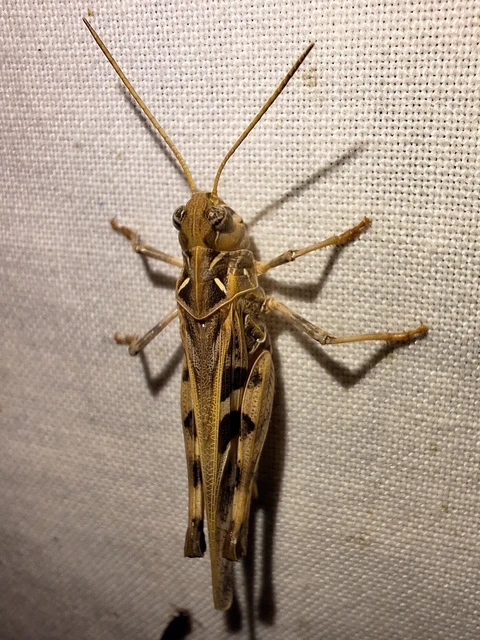 Orthoptera - Egyenesszárnyúak