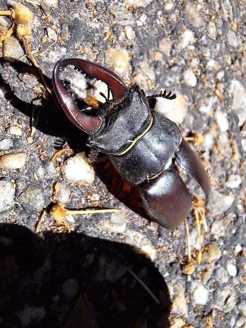 Lucanus cervus - nagy szarvasbogár
