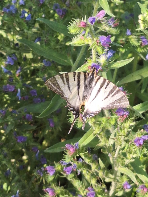 Iphiclides podalirius - kardoslepke