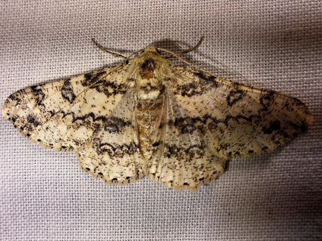 Ascotis selenaria - holdas faaraszoló