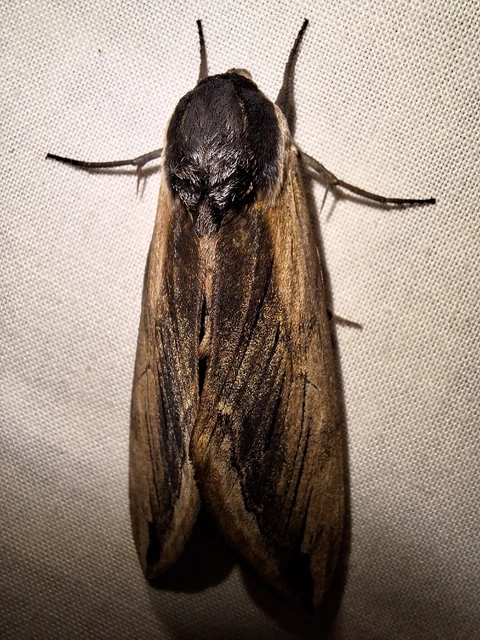 Sphinx ligustri - fagyalszender