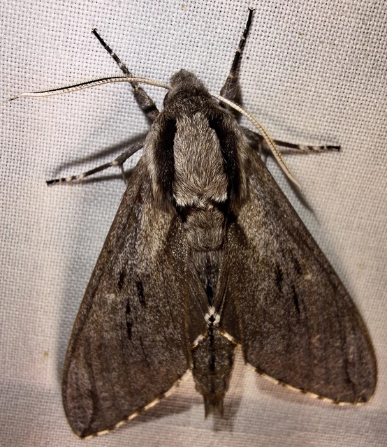 Hyloicus pinastri - fenyőszender