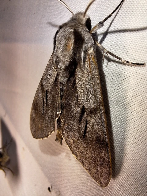 Hyloicus pinastri - fenyőszender