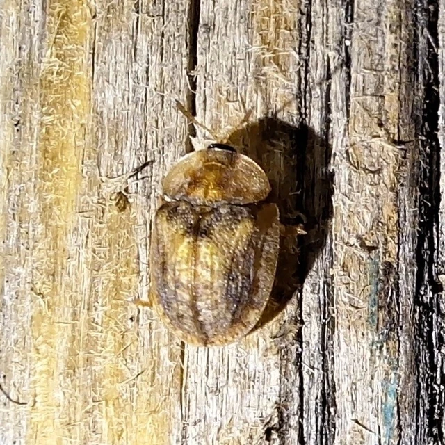 Hypocassida subferruginea - közönséges bordáspajzsbogár