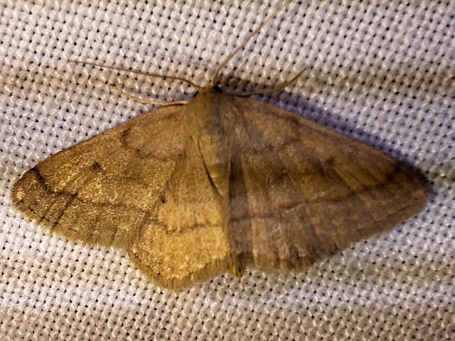 Scopula rubiginata - réti pirosaraszoló