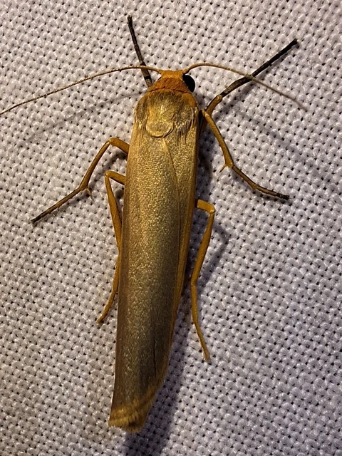 Eilema complana - közönséges zuzmószövő