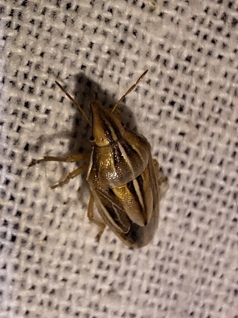 Aelia rostrata - csőrös szipolypoloska Aelia rostrata - csőrös szipolypoloska