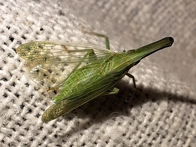 Auchenorrhyncha - Kabócák Auchenorrhyncha - Kabócák