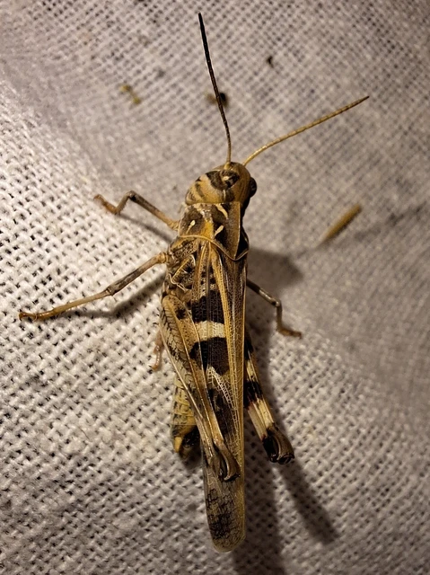 Orthoptera - Egyenesszárnyúak