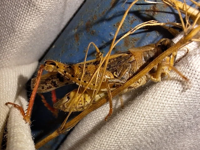 Orthoptera - Egyenesszárnyúak