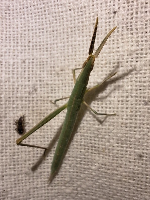 Orthoptera - Egyenesszárnyúak