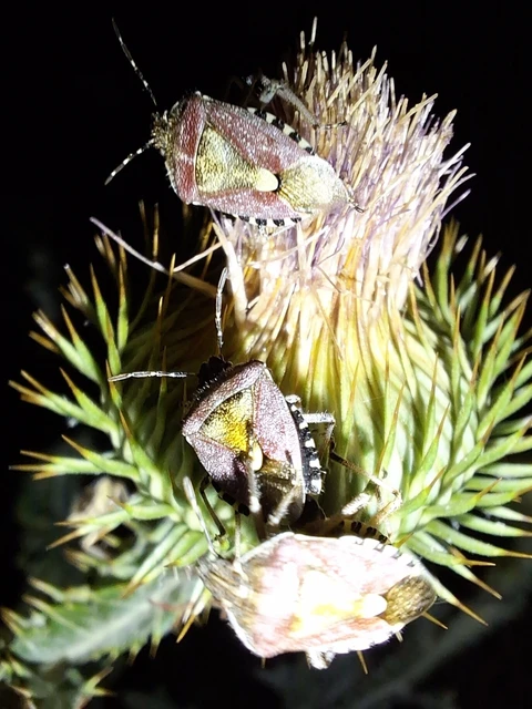Dolycoris baccarum - közönséges bogyómászó-poloska Dolycoris baccarum - közönséges bogyómászó-poloska
