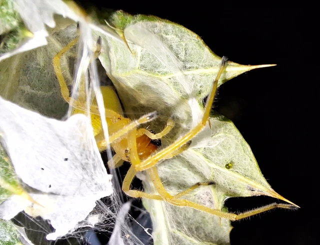 Araneae - Pókok