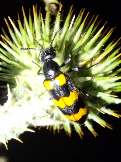 Mylabris variabilis - szalagos hólyaghúzó Mylabris variabilis - szalagos hólyaghúzó