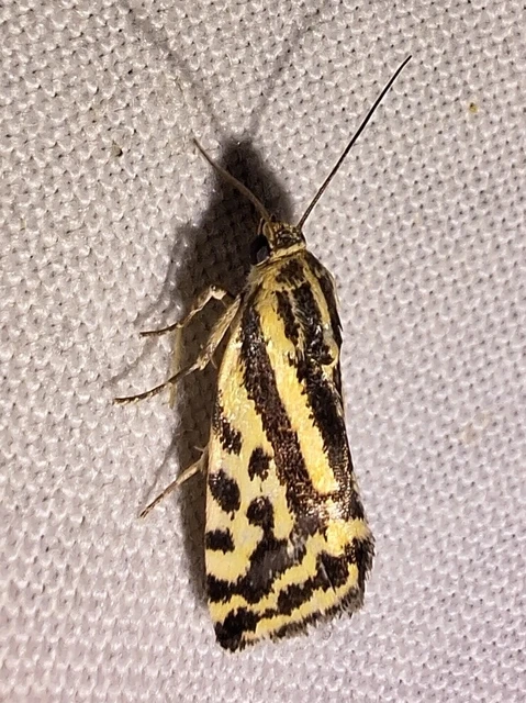 Emmelia trabealis - zebrabagoly