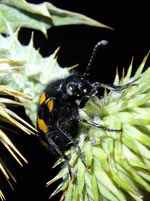 Mylabris variabilis - szalagos hólyaghúzó