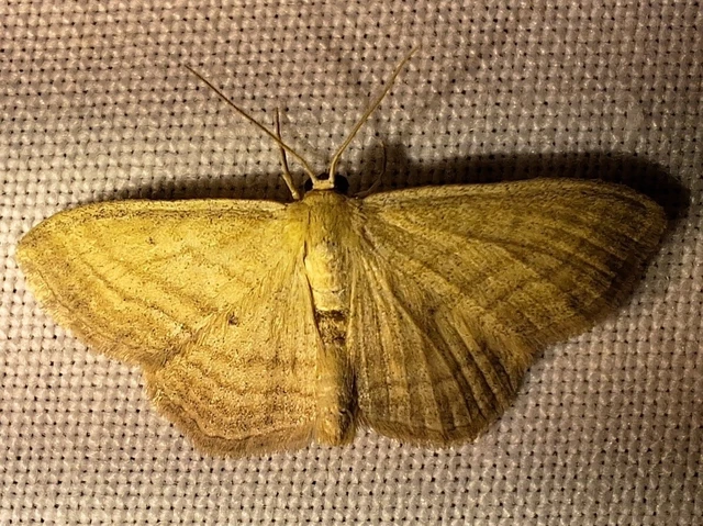 Scopula virgulata - vesszős sávosaraszoló