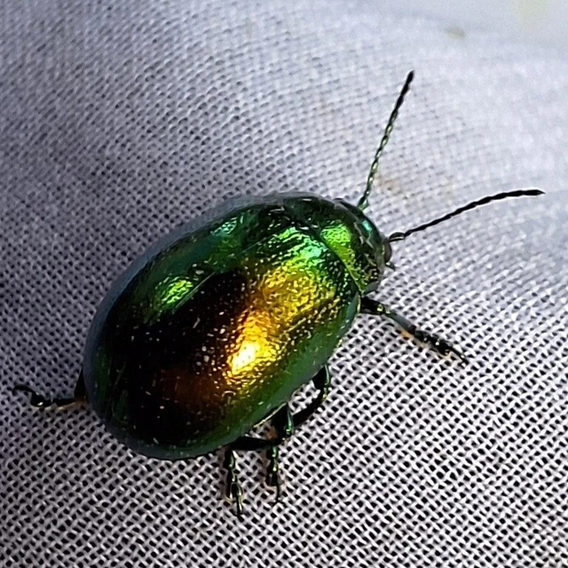 Chrysolina herbacea - zöld mentalevelész