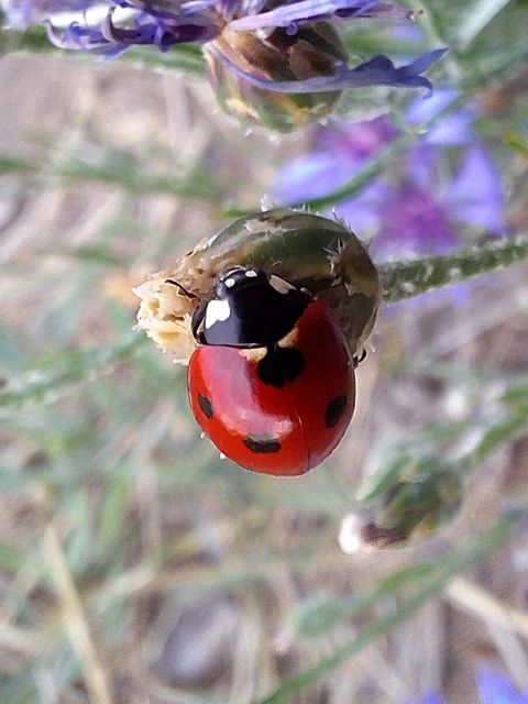 Coccinella septempunctata - hétpettyes katica