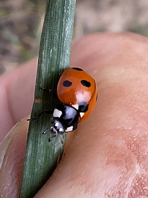 Coccinella septempunctata - hétpettyes katica