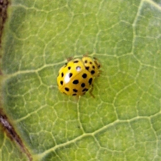Psyllobora vigintiduopunctata - huszonkétpettyes katica