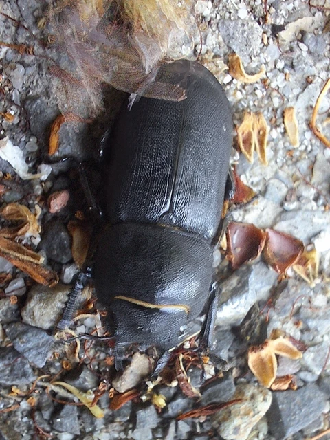 Dorcus parallelipipedus - kis szarvasbogár Dorcus parallelipipedus - kis szarvasbogár
