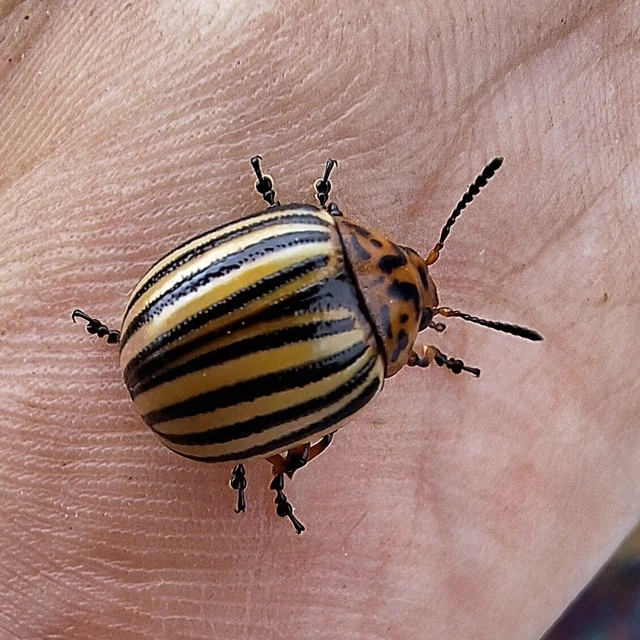 Leptinotarsa decemlineata - burgonyabogár