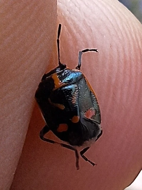 Eurydema oleracea - paréjpoloska Eurydema oleracea - paréjpoloska