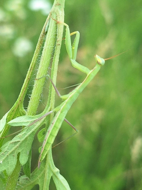 Mantodea - Fogólábúak