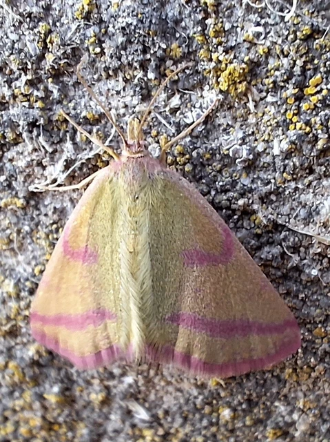 Lythria purpuraria - bíborsávos araszoló
