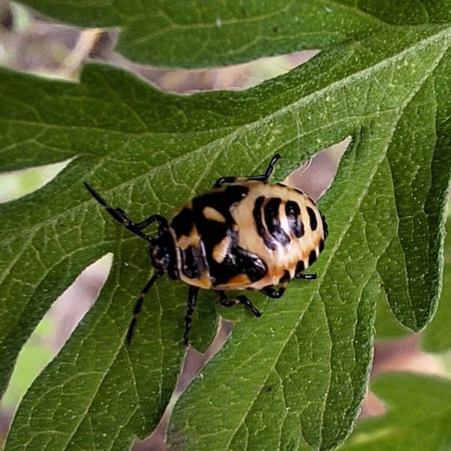 Eurydema Eurydema