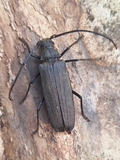 Aegosoma scabricorne - diófacincér Aegosoma scabricorne - diófacincér