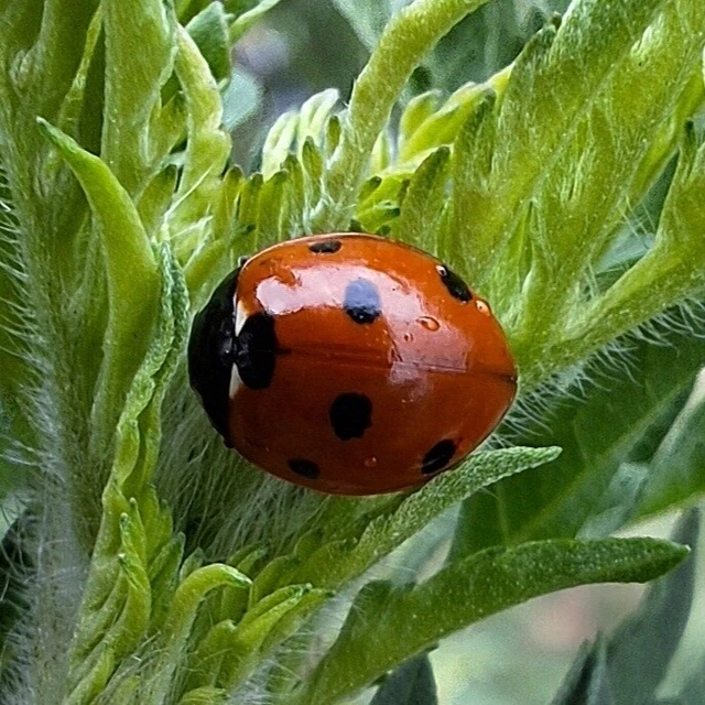 Coccinella septempunctata - hétpettyes katica