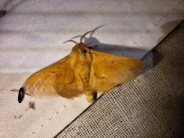 Phyllodesma tremulifolia - nyárlevélpohók