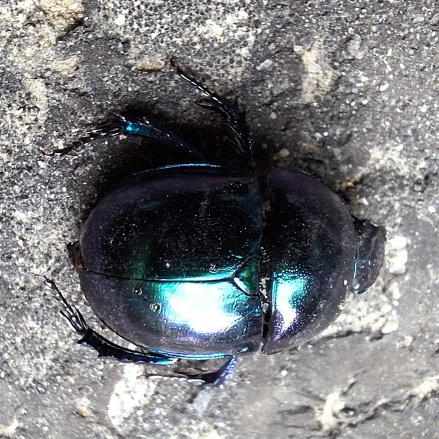 Trypocopris vernalis - tavaszi álganéjtúró Trypocopris vernalis - tavaszi álganéjtúró