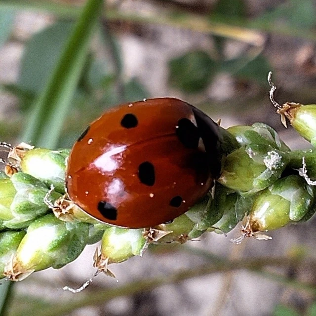 Coccinella septempunctata - hétpettyes katica