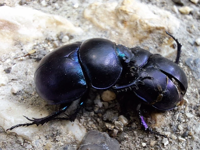 Trypocopris vernalis - tavaszi álganéjtúró Trypocopris vernalis - tavaszi álganéjtúró