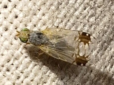 Diptera - Kétszárnyúak Diptera - Kétszárnyúak