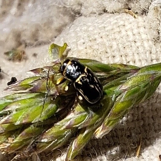 Pachybrachis fimbriolatus - feketevégű tömzsibogár Pachybrachis fimbriolatus - feketevégű tömzsibogár