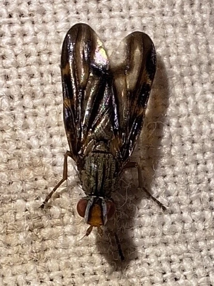 Diptera - Kétszárnyúak Diptera - Kétszárnyúak