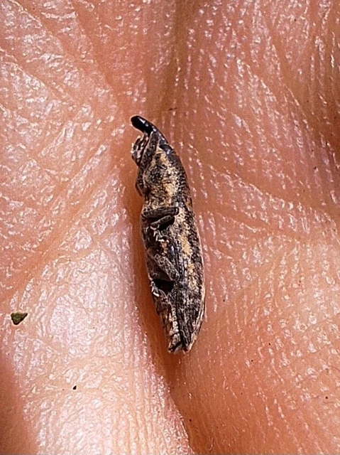 Lixus subtilis - disznóparéj-dudvabarkó