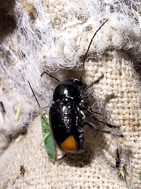 Cryptocephalus biguttatus
