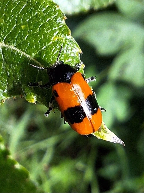 Clytra laeviuscula - fűzfa-zsákhordóbogár