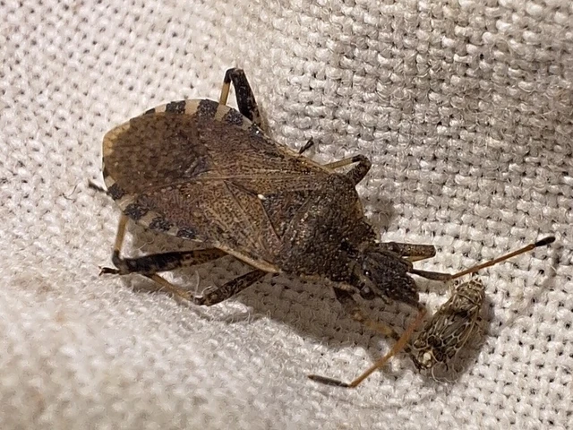 Ceraleptus gracilicornis - tüskéslábú karimáspoloska