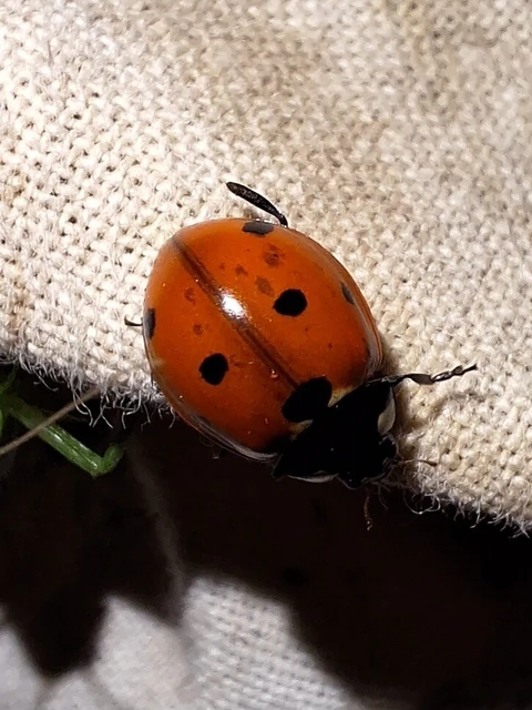 Coccinella septempunctata - hétpettyes katica