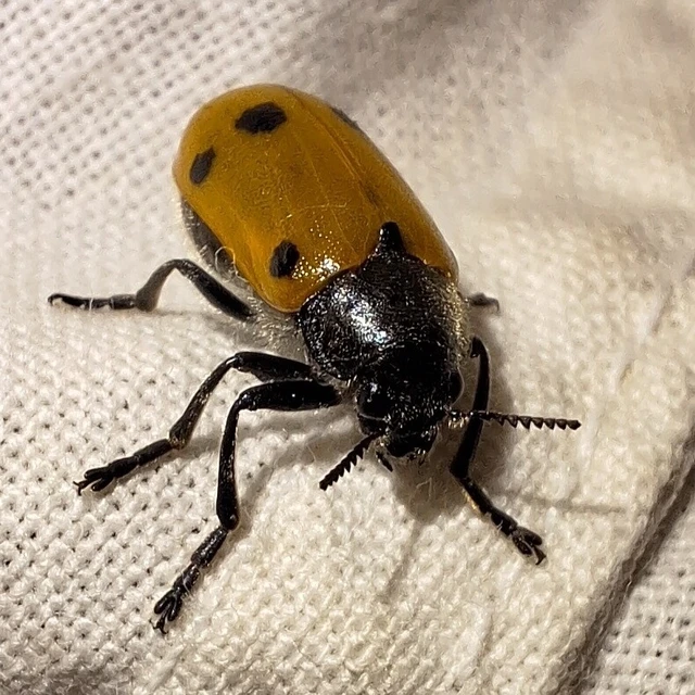 Lachnaia sexpunctata - szőrösnyakú zsákhordóbogár Lachnaia sexpunctata - szőrösnyakú zsákhordóbogár