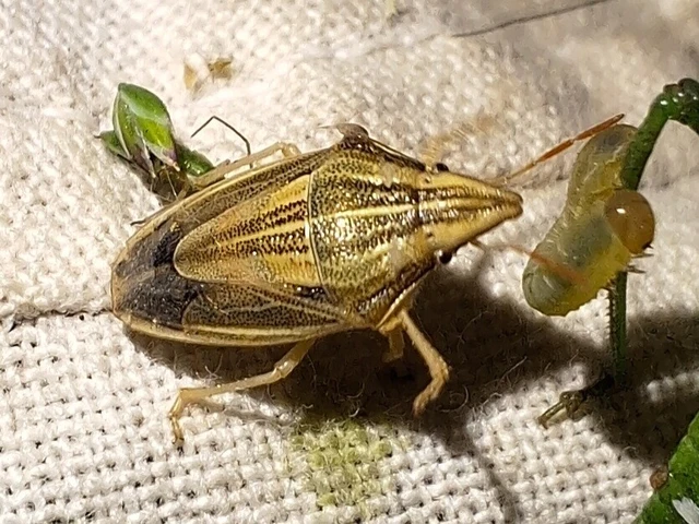 Aelia acuminata - közönséges szipolypoloska Aelia acuminata - közönséges szipolypoloska