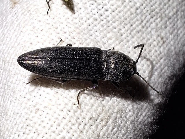 Cidnopus pilosus - szőrös pattanó