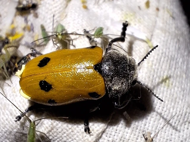 Lachnaia sexpunctata - szőrösnyakú zsákhordóbogár Lachnaia sexpunctata - szőrösnyakú zsákhordóbogár